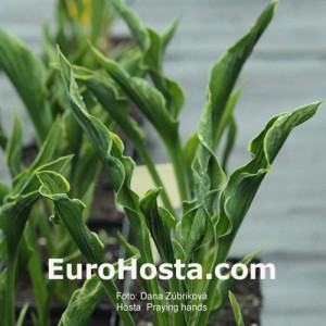 Hosta Praying Hands - Eurohosta