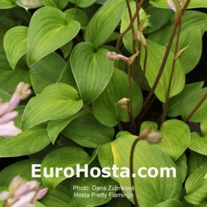 Hosta Pretty Flamingo - Eurohosta