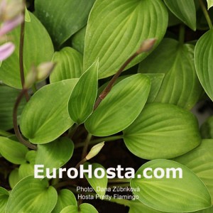 Hosta Pretty Flamingo - Eurohosta