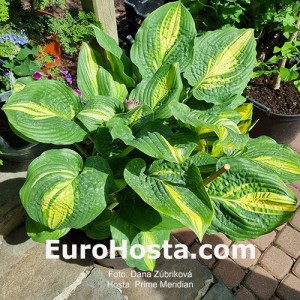 Hosta Prime Meridian