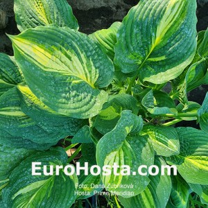 Hosta Prime Meridian