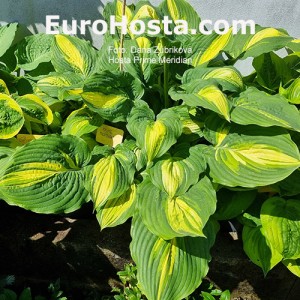 Hosta Prime Meridian