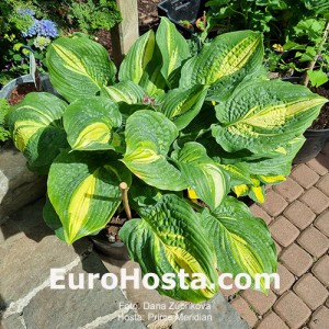 Hosta Prime Meridian