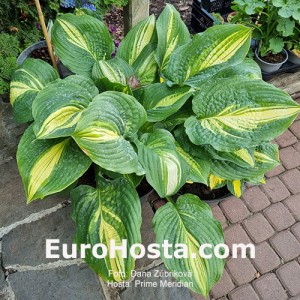 Hosta Prime Meridian