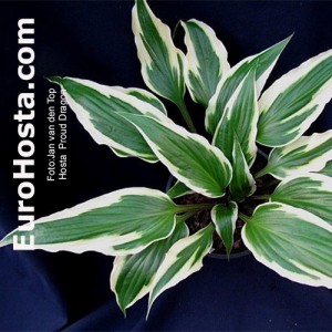 Hosta Proud Dragon