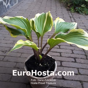 Hosta Proud Treasure