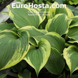 Hosta Proud Treasure