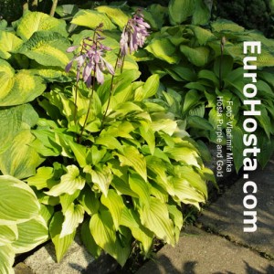 Hosta Purple and Gold