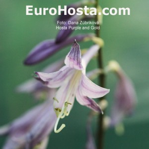 Hosta Purple and Gold