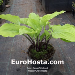 Hosta Purple Boots