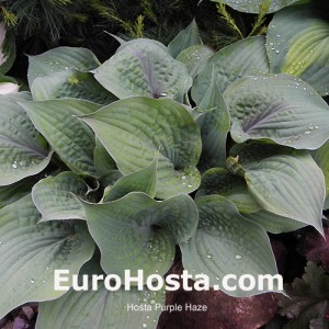 Hosta Purple Haze 