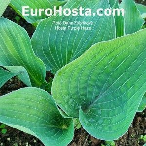 Hosta Purple Haze 