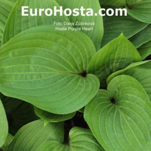 Hosta Purple Heart - Eurohosta