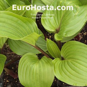 Hosta Purple Heart - Eurohosta