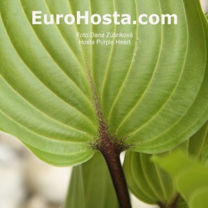 Hosta Purple Heart - Eurohosta