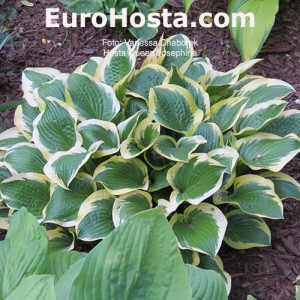 Hosta Queen Josephine - Eurohosta