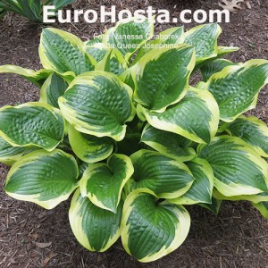 Hosta Queen Josephine - Eurohosta