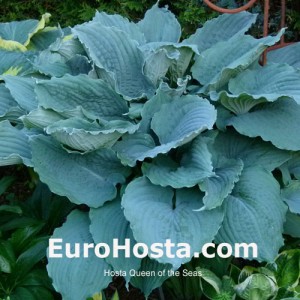 Hosta Queen of the Seas - Eurohosta