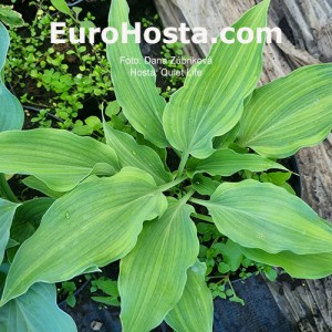 Hosta Quiet Life