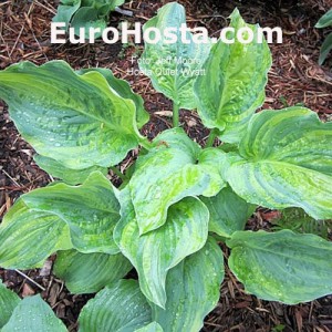 Hosta Quiet Wyatt 