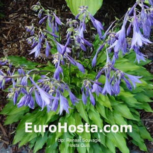 Hosta Quill