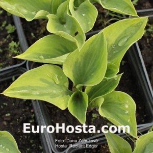 Hosta Radiant Edger - Eurohosta