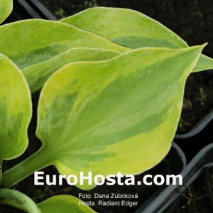 Hosta Radiant Edger - Eurohosta