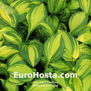 Hosta Rainbow's End