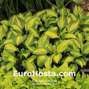 Hosta Rainbow's End