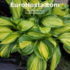 Hosta Rainbow's End