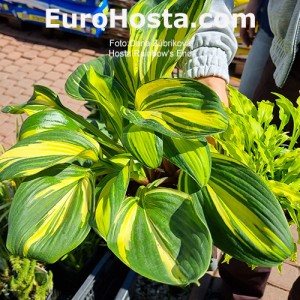 Hosta Rainbow's End