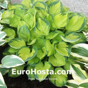 Hosta Rainforest Sunrise - Eurohosta