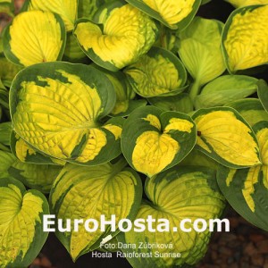 Hosta Rainforest Sunrise - Eurohosta