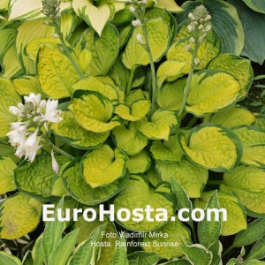Hosta Rainforest Sunrise - Eurohosta