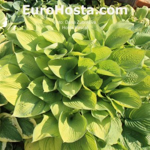 Hosta Rascal - Eurohosta