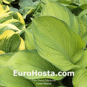 Hosta Rascal - Eurohosta