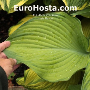 Hosta Rascal - Eurohosta