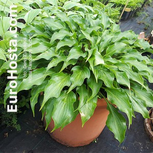 Hosta Raspberry Sorbet