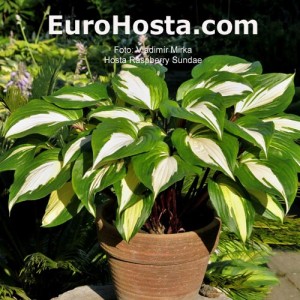 Hosta Raspberry Sundae - Eurohosta