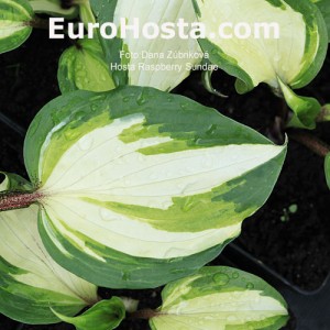 Hosta Raspberry Sundae - Eurohosta