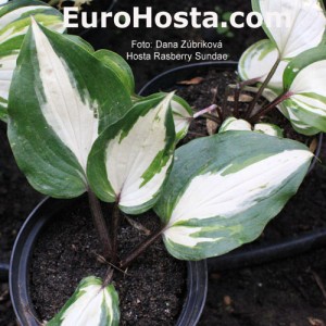 Hosta Raspberry Sundae - Eurohosta