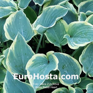 Hosta Rebel Heart