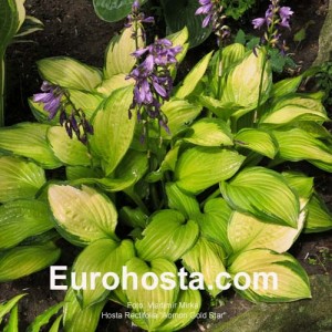 Hosta Aomori Gold Star