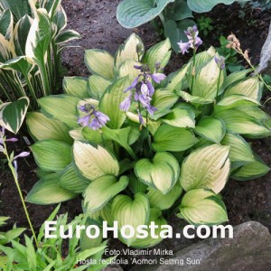 Hosta Aomori Gold Star