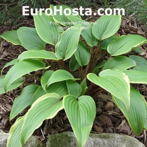 Hosta-Red-Alert-Eurohosta