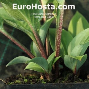 Hosta Red Cadet Eurohosta