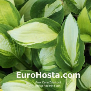 Hosta Red Hot Flash