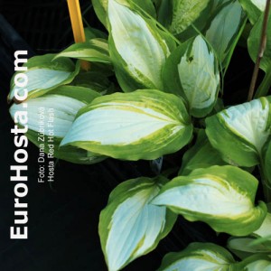 Hosta Red Hot Flash