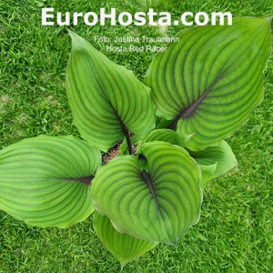 Hosta Red Racer