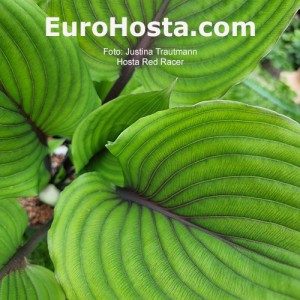 Hosta Red Racer